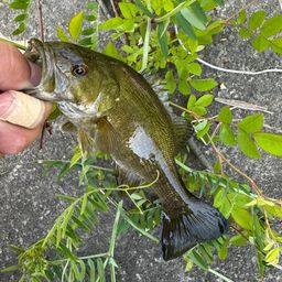 スモールマウスバス