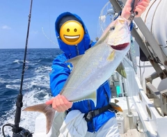 ヒレナガカンパチの釣果