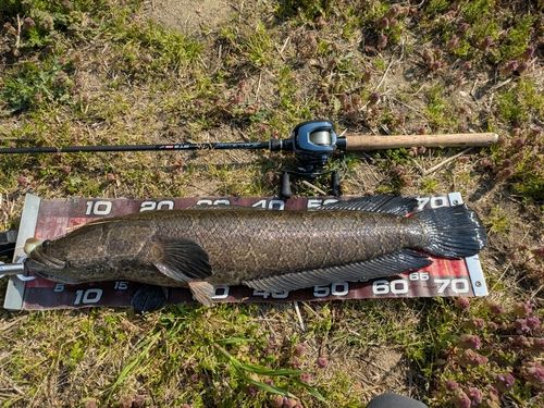 ライギョの釣果