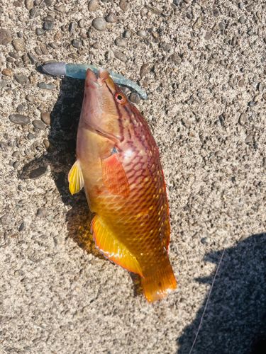 ホシササノハベラの釣果