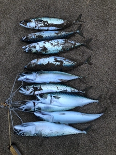 サバの釣果