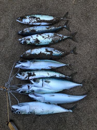 サバの釣果