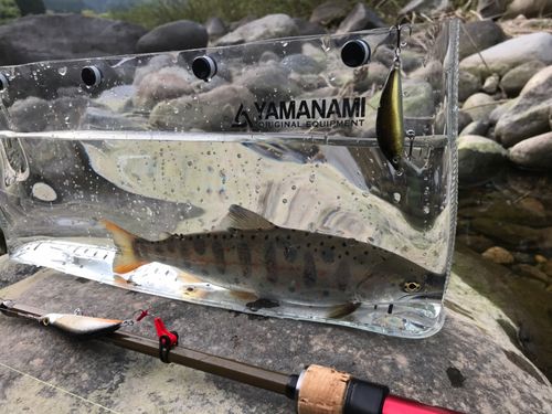 アマゴの釣果
