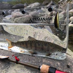 アマゴ