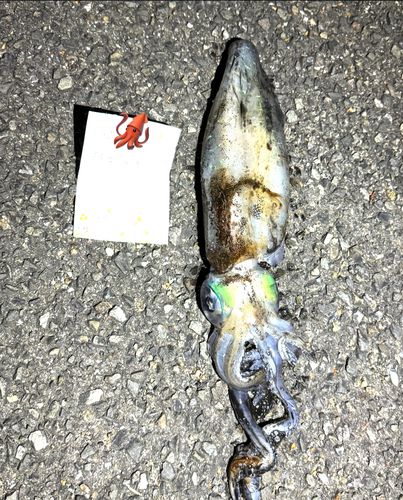アオリイカの釣果