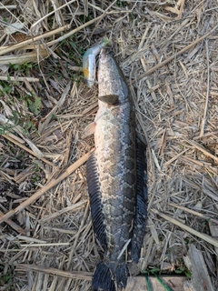 ライギョの釣果