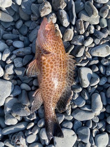 オオモンハタの釣果