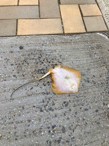 アカエイの釣果