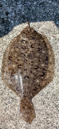 ヒラメの釣果