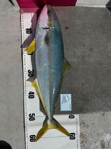 ヒラマサの釣果