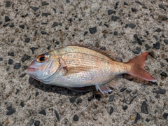 チャリコの釣果