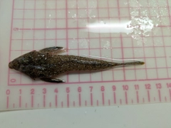 コチの釣果