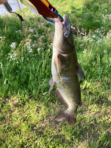 アメリカナマズの釣果