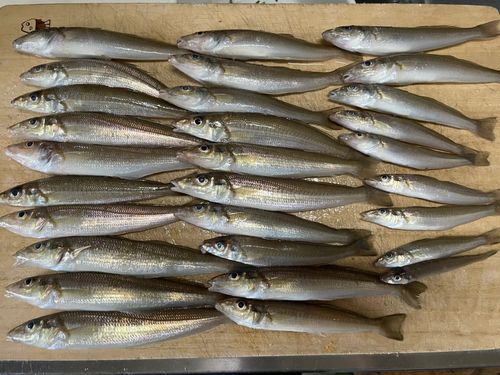 シロギスの釣果