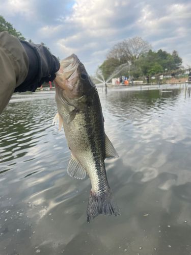 ラージマウスバスの釣果