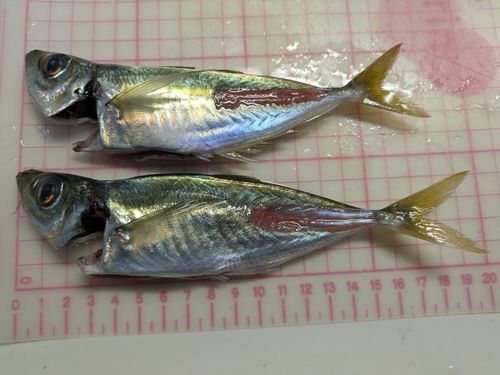 マアジの釣果