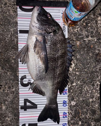 クロダイの釣果