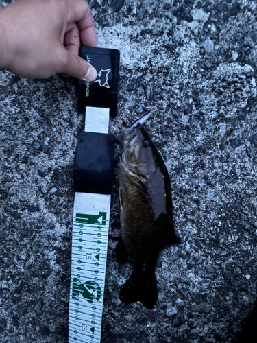 スモールマウスバスの釣果