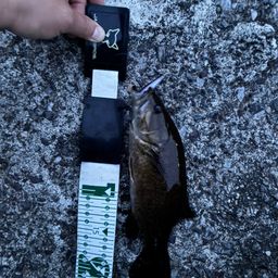 スモールマウスバス