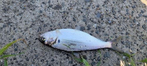 コノシロの釣果