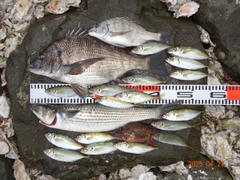 チヌの釣果