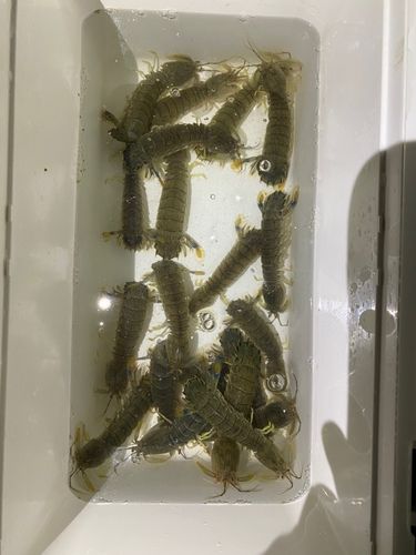 シャコエビの釣果