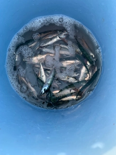 サバの釣果