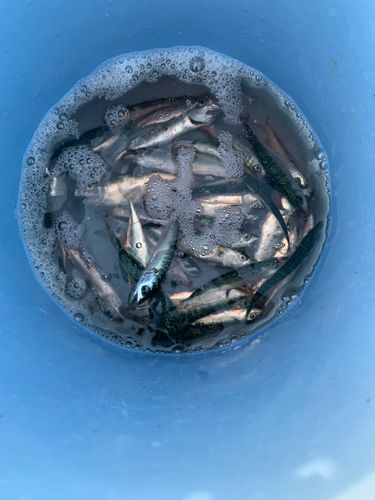 サバの釣果