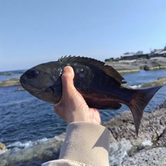 メジナの釣果