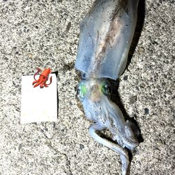アオリイカ
