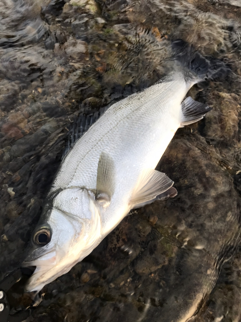 SHIMANO 22エクスセンス ∞ (インフィニティ) S96Mの最安値 SHIMANO 22エクスセンス ∞ (インフィニティ) S96Mの最安値
