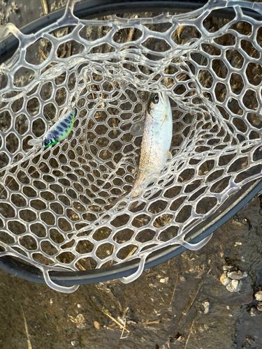 アマゴの釣果