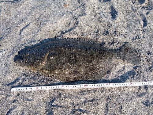 ヒラメの釣果
