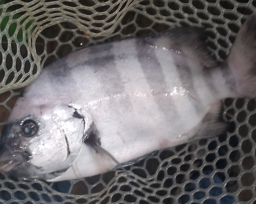 イシダイの釣果・釣り情報まとめ【2025年最新】 - アングラーズ イシダイの釣果・釣り情報まとめ【2025年最新】 - アングラーズ