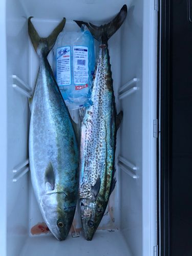 ブリの釣果