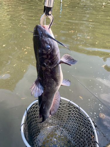 アメリカナマズの釣果