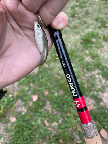 クチボソの釣果