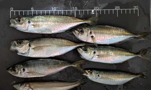 アジの釣果