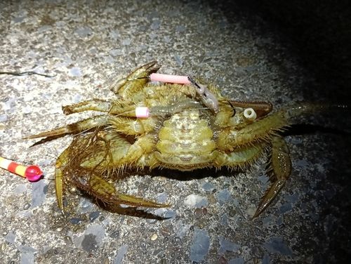 カニの釣果