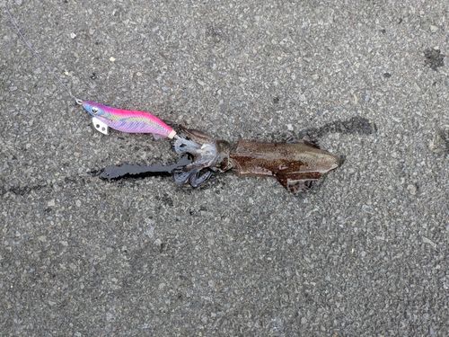 ヒイカの釣果
