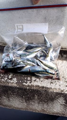 サバの釣果