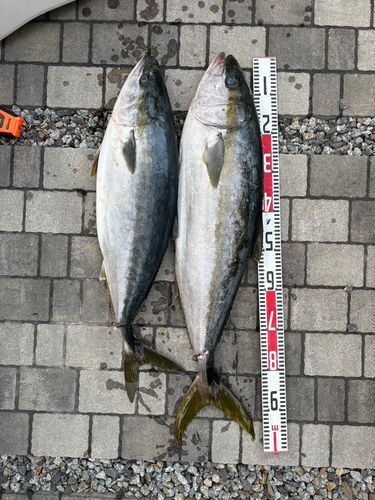 ヒラマサの釣果