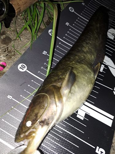ナマズの釣果