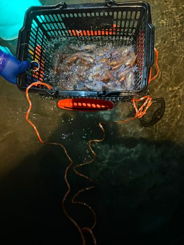 ホタルイカの釣果