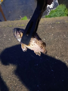 クロソイの釣果