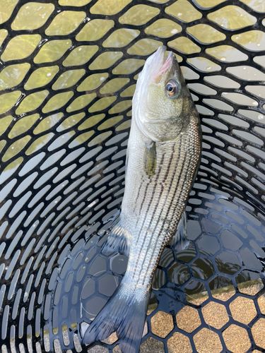 ストライパーの釣果