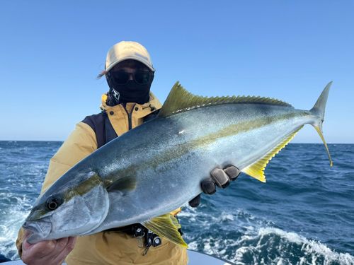 ヒラマサの釣果