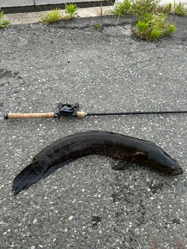 カムルチーの釣果