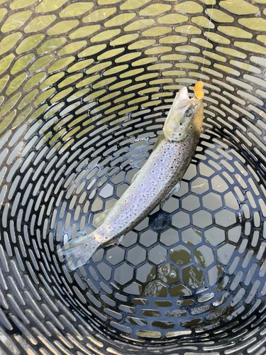 ブラウントラウトの釣果