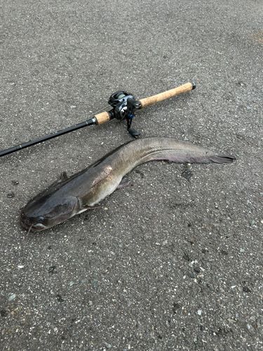 マナマズの釣果